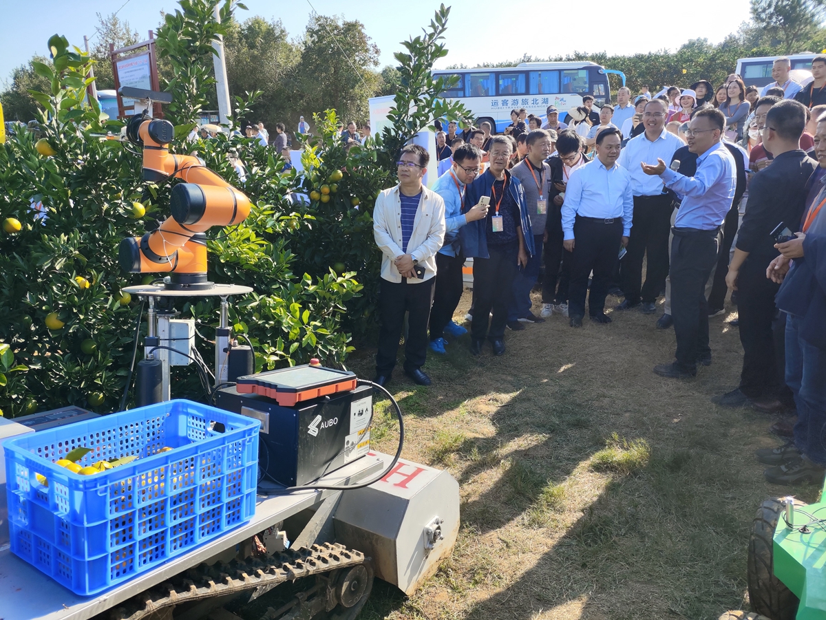 国家柑橘产业技术体系、yl34511线路中心教授李善军现场讲解展示柑橘采摘机器人（供图人 通讯员 鲍秀兰）